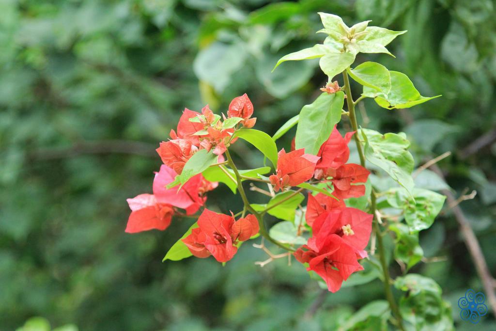 Pousada Villaggio Assis Ilhabela Bagian luar foto